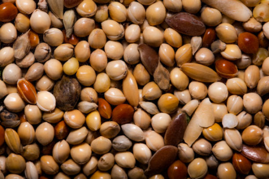 Alpha Seed MyVidster