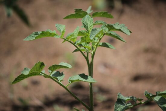 fenegriek plant